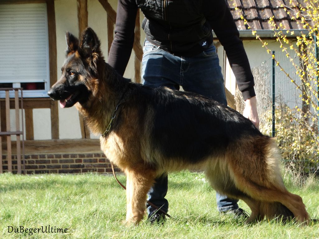 Malïa wolf drill Du Berger Ultime