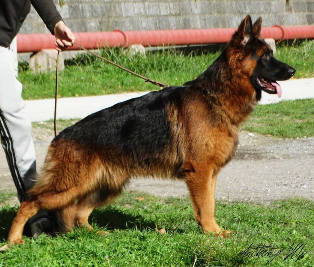 Malko du lunoxa